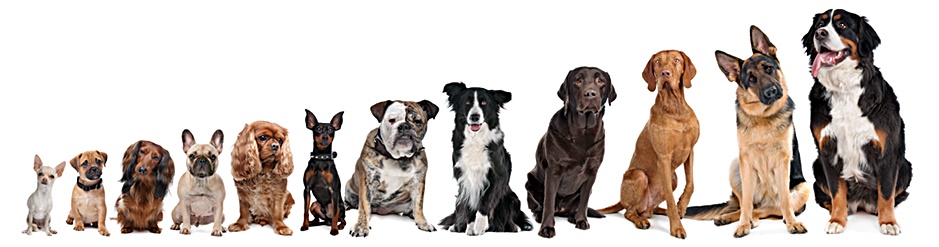 Znalezione obrazy dla zapytania różne rasy psów
